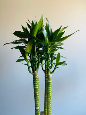 Dracaena cv. Lotus Bamboo