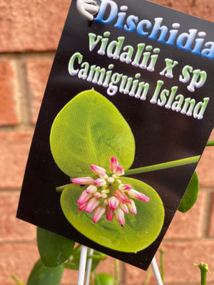 Dischidia vidalli x sp Camiguin Island