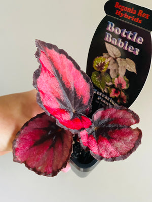 Begonia rex hybrid  'Fireworks'