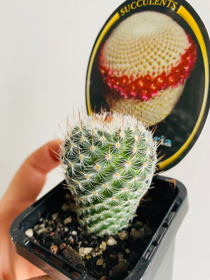 Mammillaria elegans