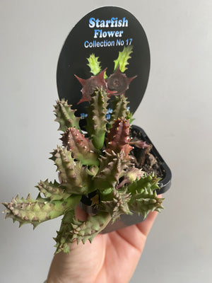 Huernia keniensis - Starfish Flower Collection No. 17