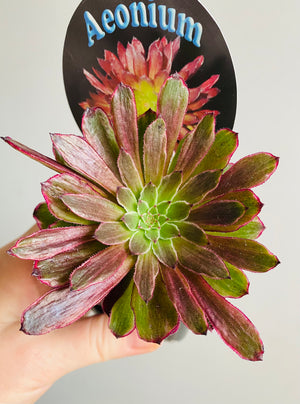 Aeonium arboreum cv. Paradisian Inferno