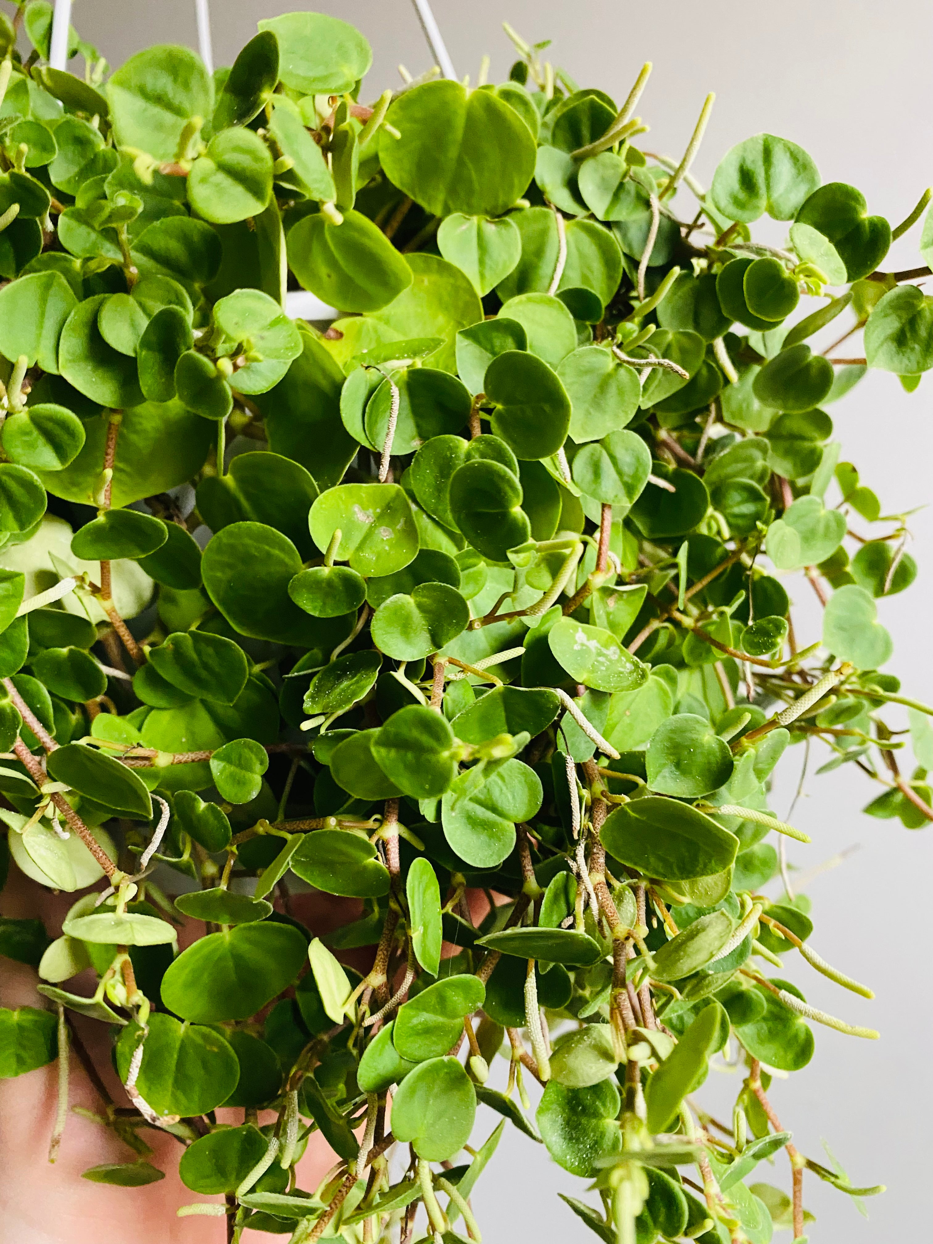 Peperomia Serpens - My Jungle Shack