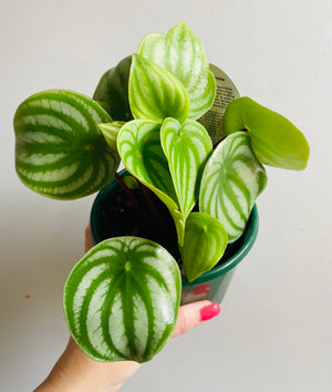 Peperomia agyreia - Watermelon Peperomia