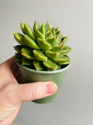 Echeveria 'Black Rose'