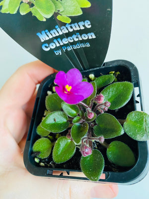 African Violet - SK First Love