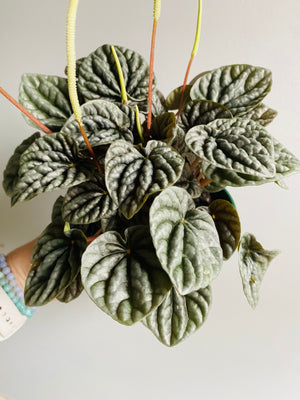 Peperomia caperata - Silver Ripple