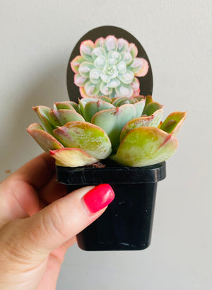 Echeveria Hybrid 'Raindrops'