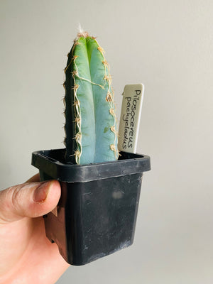 Pilosocereus pachycladus