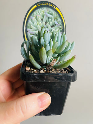 Senecio serpens - Dwarf Chalk Sticks