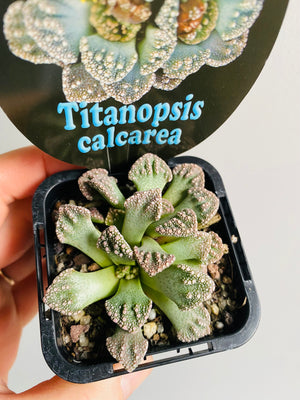 Titanopsis calcarea