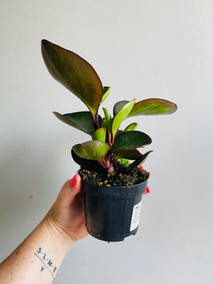 Peperomia clusiifolia - Red Edge **Sale Stock Smaller than Stock Photos**