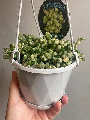 Senecio rowleyanus variegata - Variegated String of Pearls