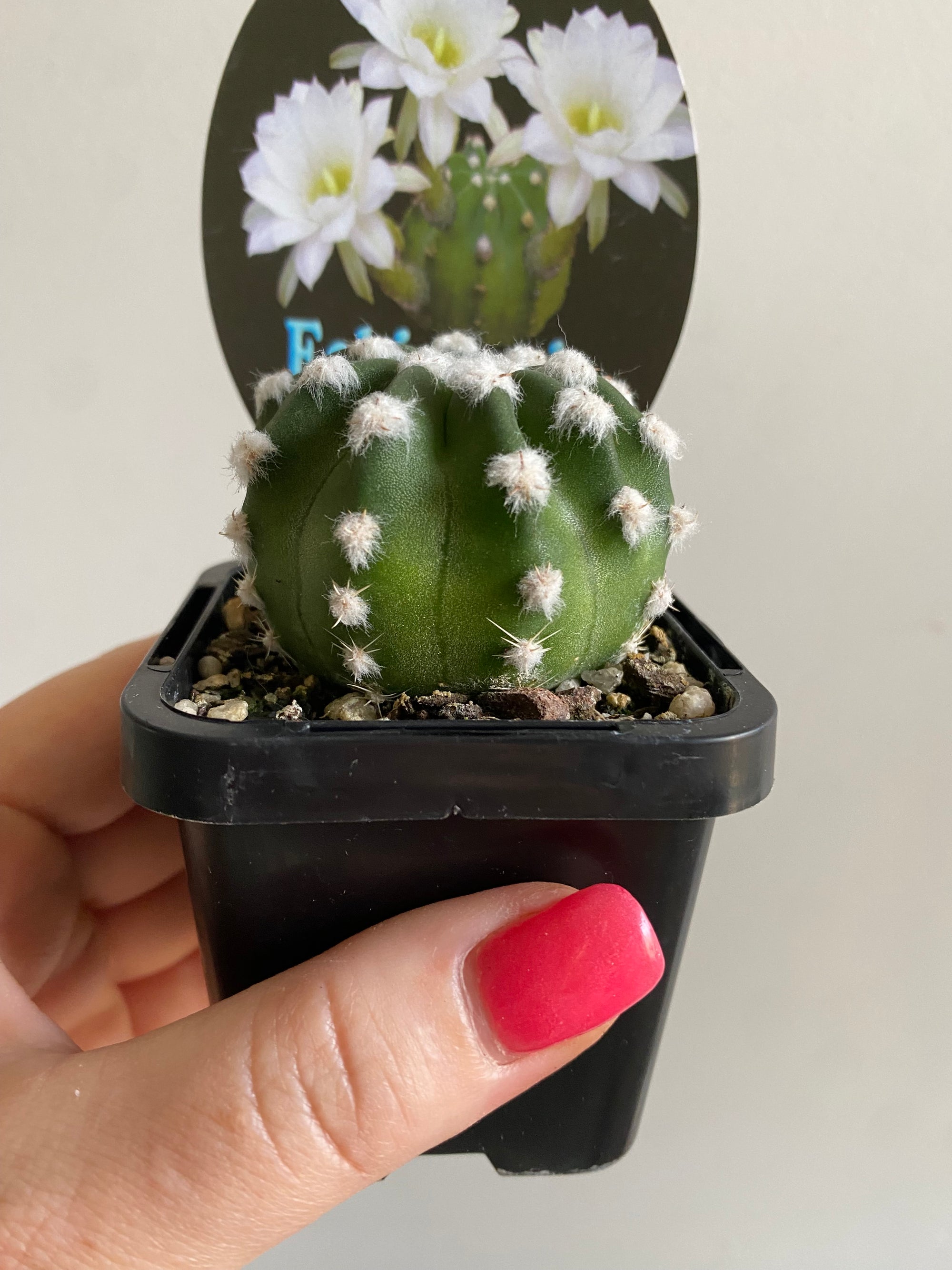 Echinopsis denudata aka seminuda