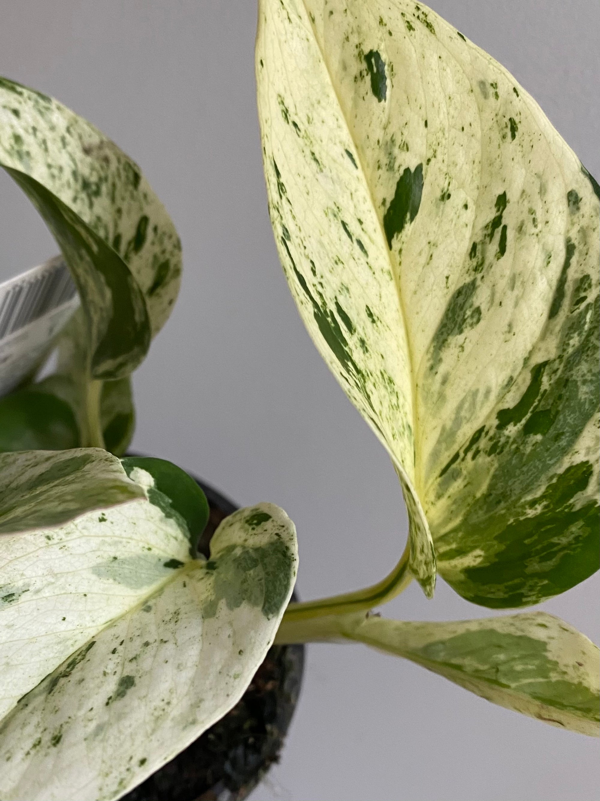 Epipremnum Aureum - Marble Queen Pothos