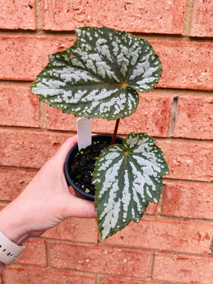 Begonia 'Impromptu' - sizemoreae hybrid