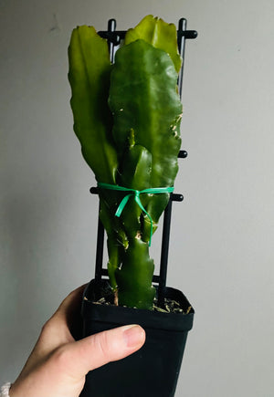 Epiphyllum 'Grace Ann' - Collection No. 136