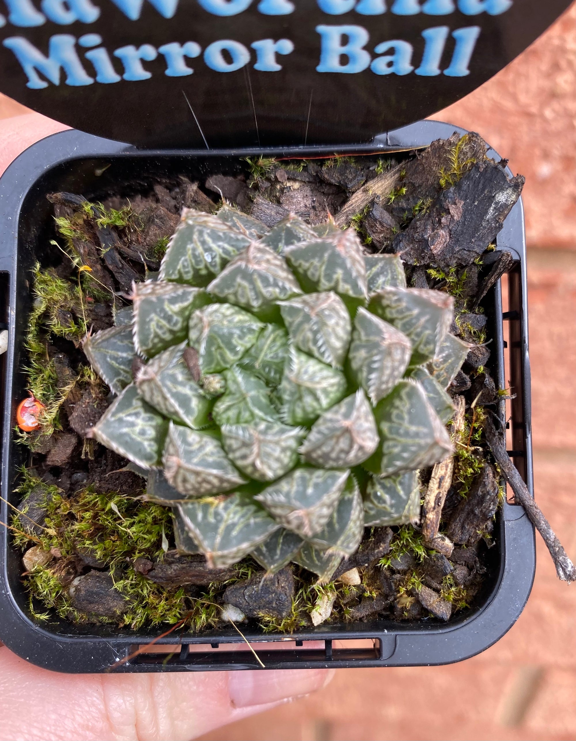 Haworthia cv. 'Mirror Ball'