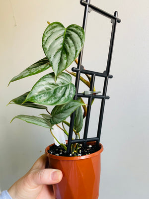 Philodendron sodiroi