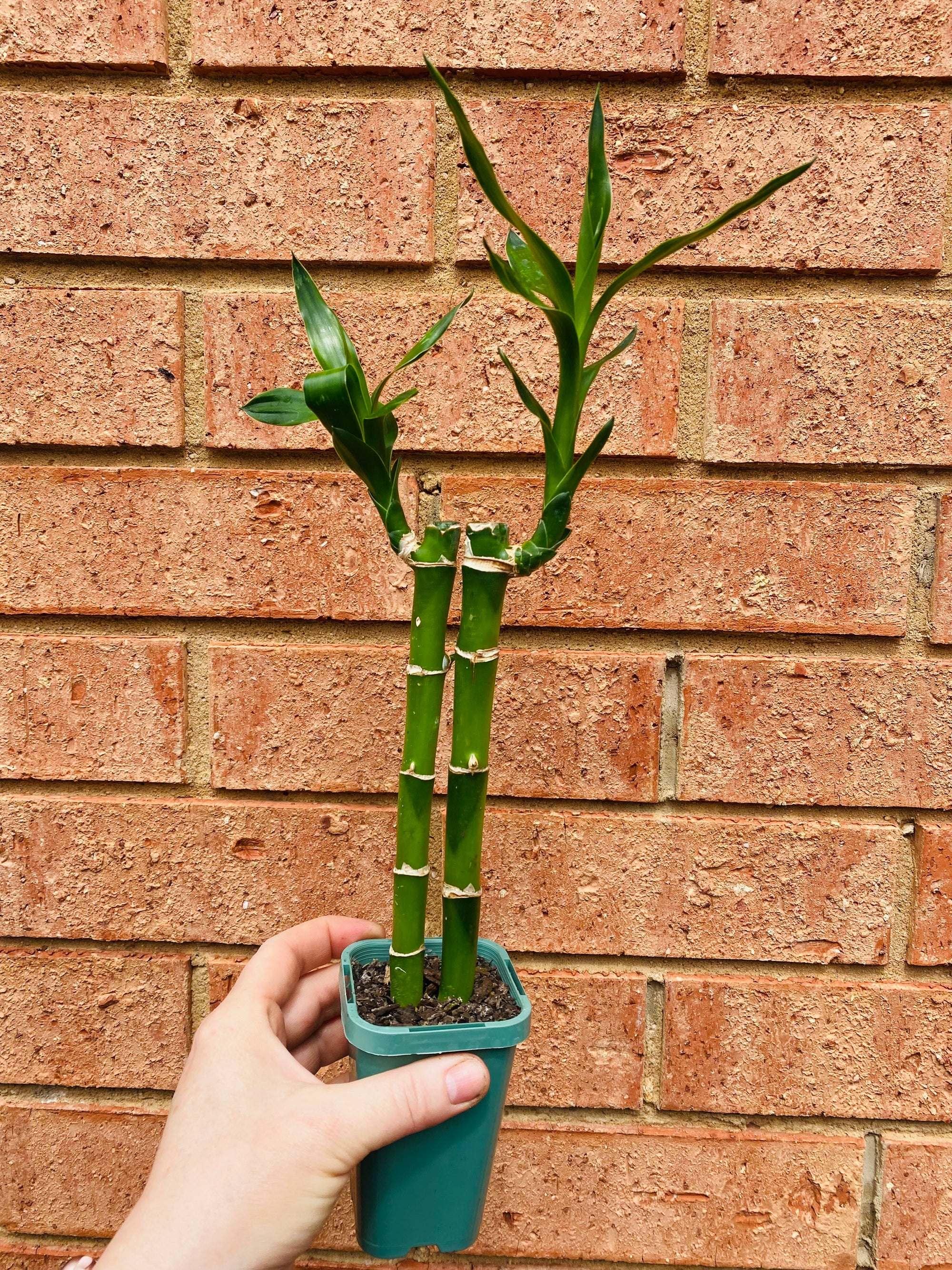 Dracaena sanderiana - Lucky Bamboo (2 Canes)