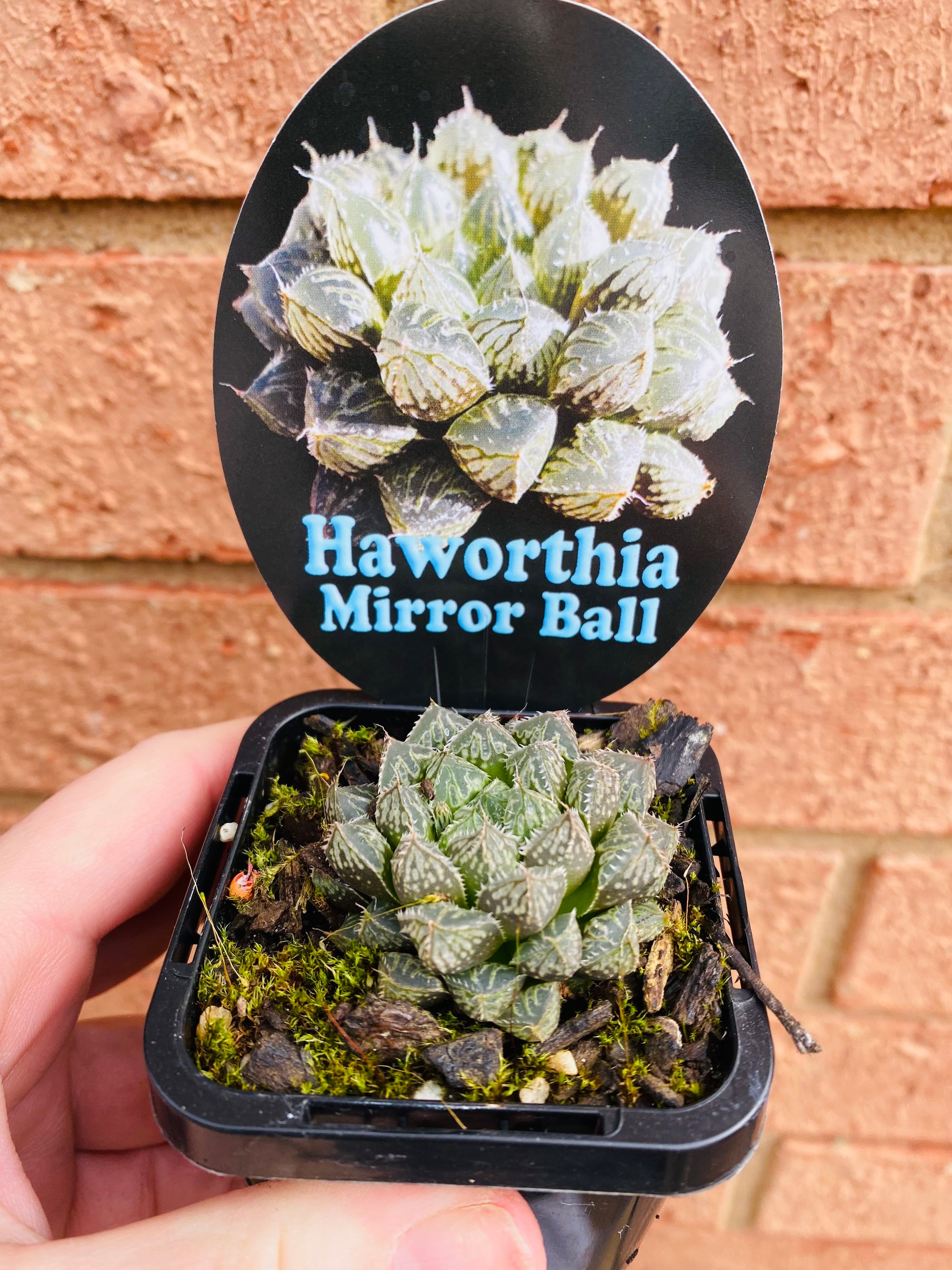 Haworthia cv. 'Mirror Ball'