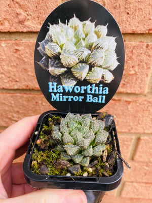 Haworthia cv. 'Mirror Ball'