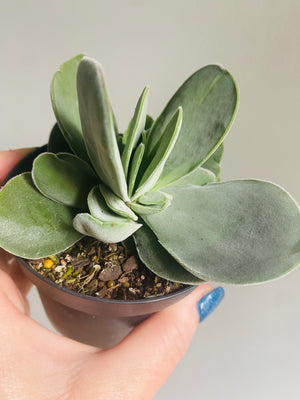 Crassula dubia