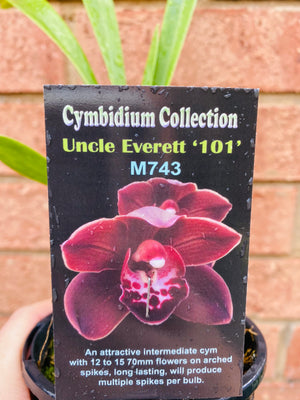 Cymbidium Collection - Uncle Everett '101'