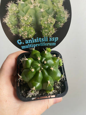 Gymnocalycium anisitsii ssp multiproliferum