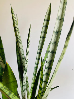 Sansevieria trifasciata -  Silver Princess