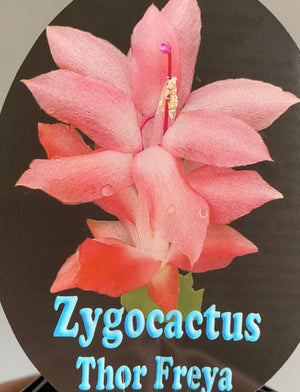 Schlumbergera Zygocactus varieties - 110mm Pot