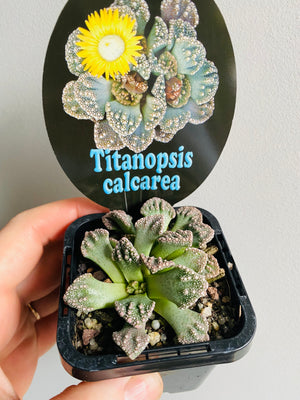 Titanopsis calcarea