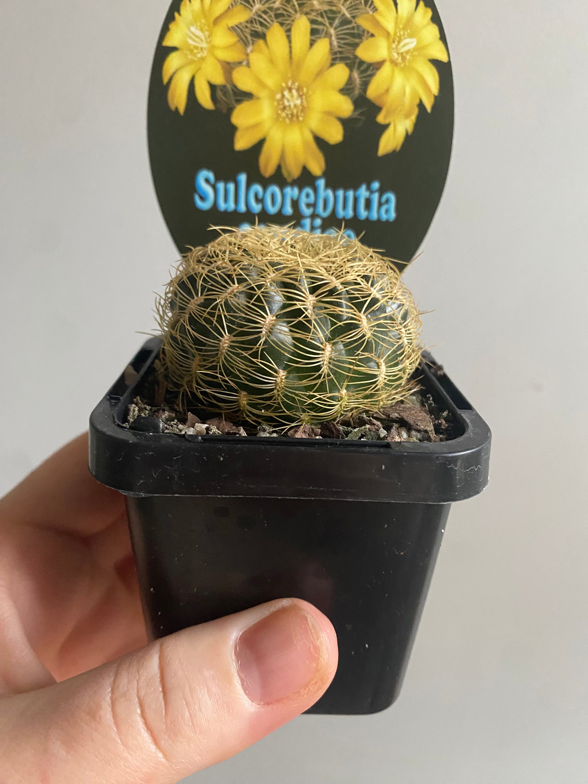 Sulcorebutia candiae