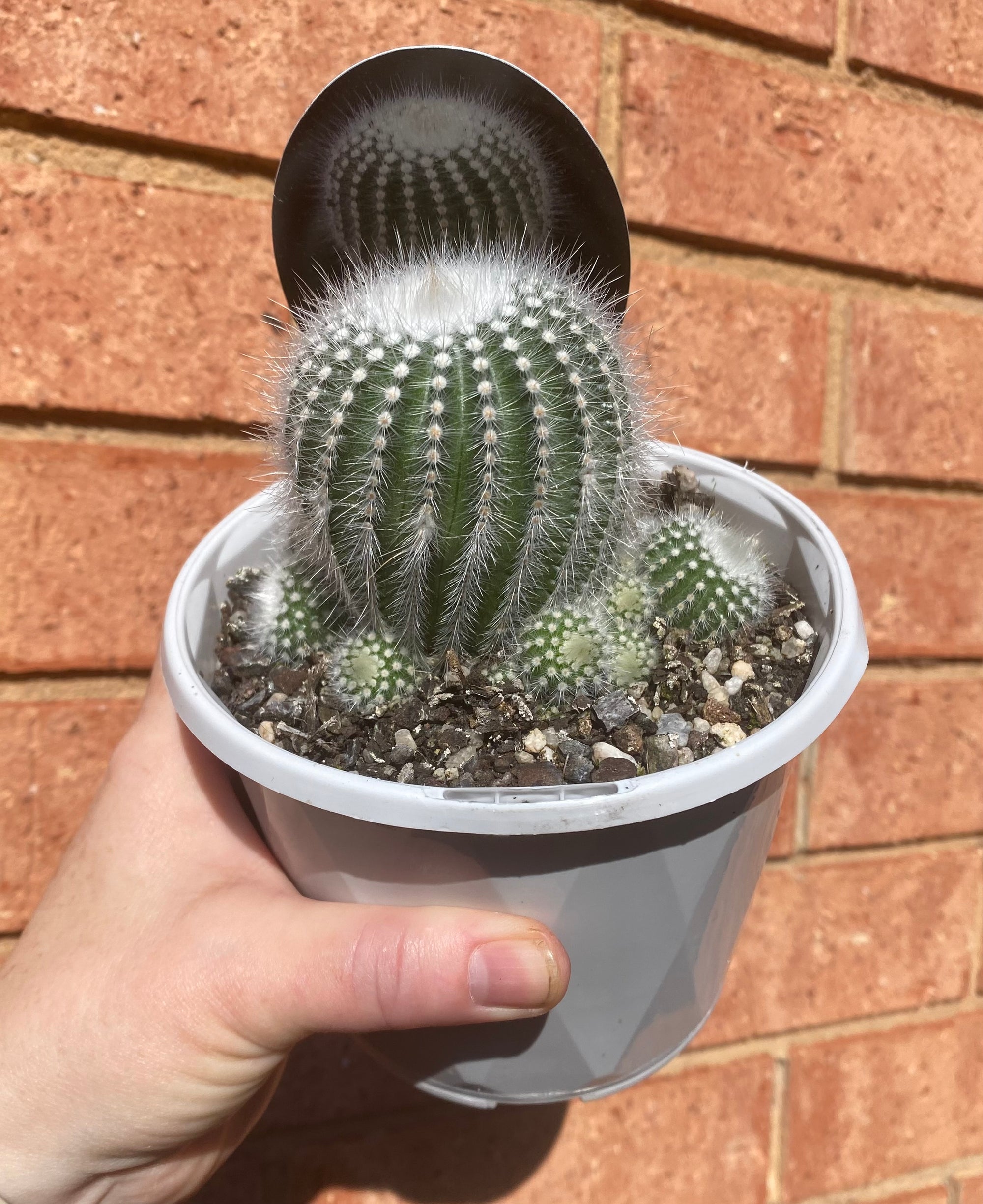 Parodia scopa ssp. succinea f. albiseta