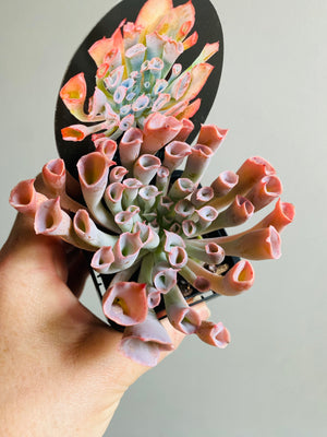 Echeveria Trumpet Pinky 'Pink Form'