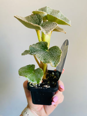 Begonia Venosa