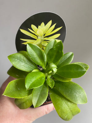 Monadenium stapeliodes (Now Euphorbia succulenta)