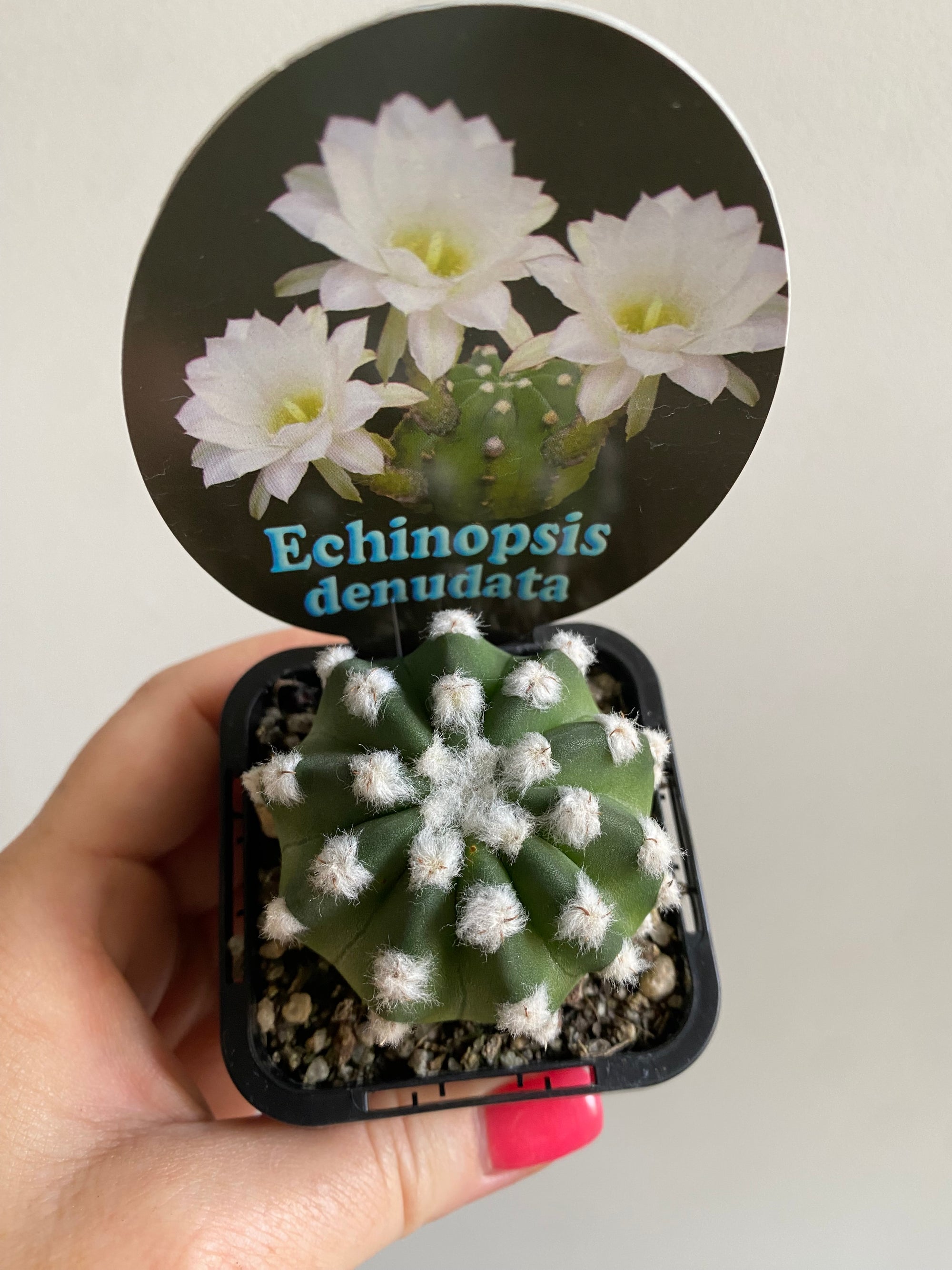 Echinopsis denudata aka seminuda