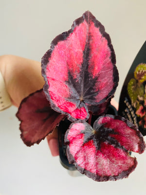 Begonia rex hybrid  'Fireworks'