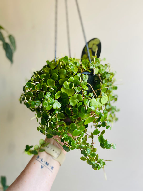 Peperomia Serpens - My Jungle Shack