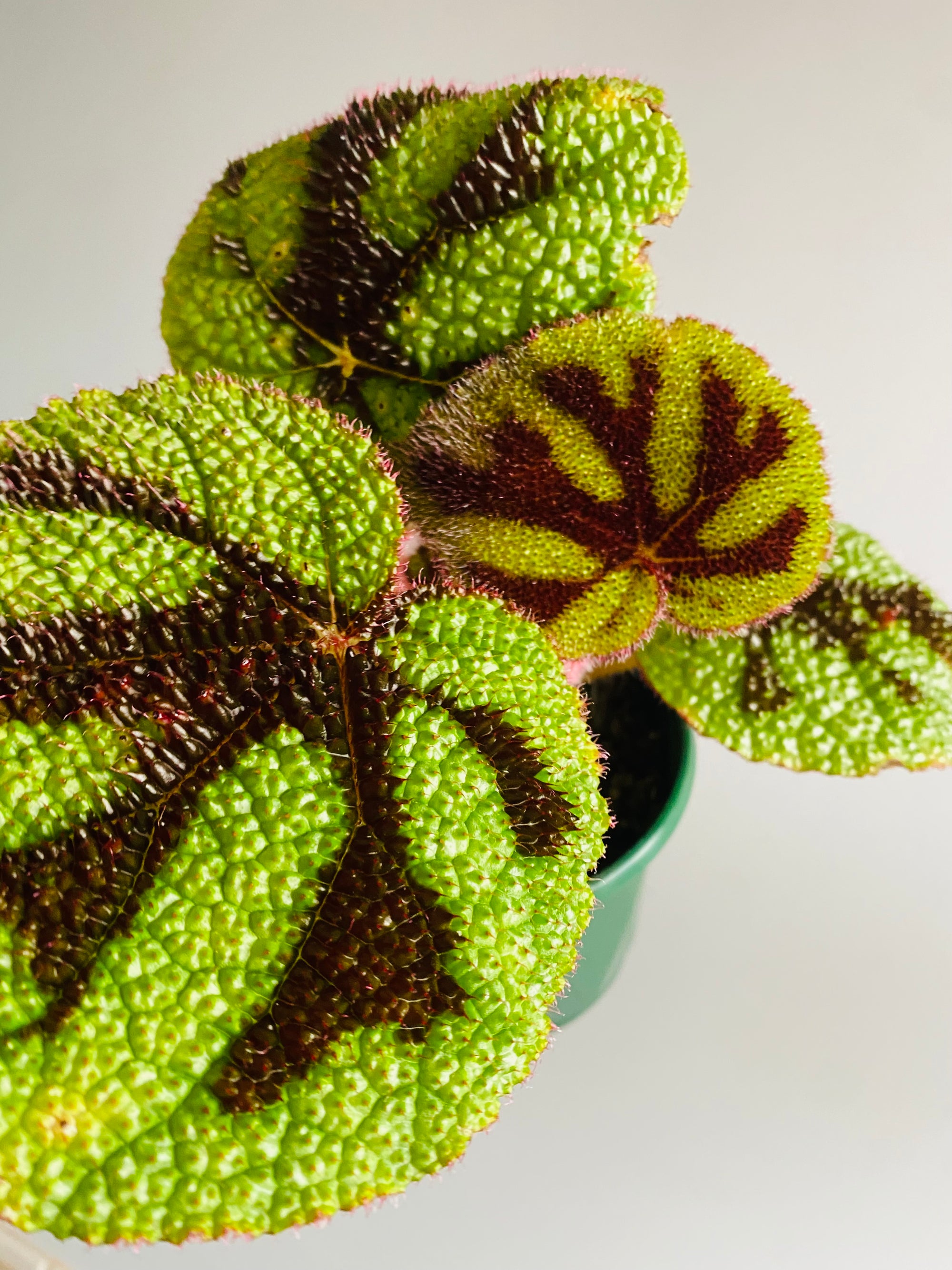 Begonia masoniana - Iron Cross