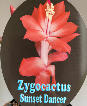 Schlumbergera Zygocactus varieties - 110mm Pot