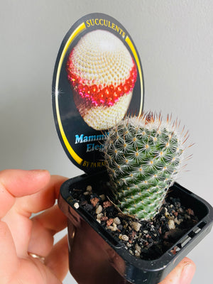 Mammillaria elegans