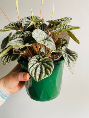 Peperomia caperata - Silver Ripple