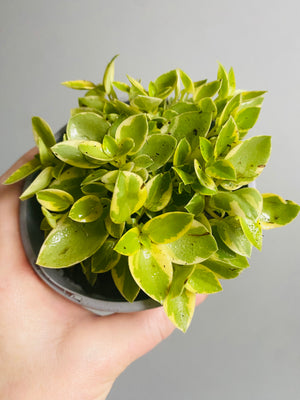 Peperomia - Pixie Variegata AKA Orba Variegata