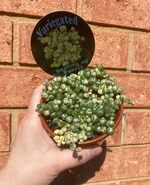 Senecio rowleyanus variegata - Variegated String of Pearls