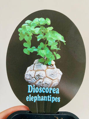 Dioscorea elephantipes ‘The Elephant’s Foot’