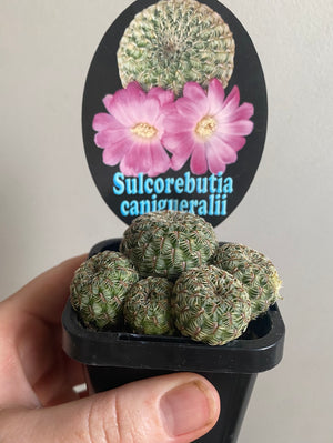 Sulcorebutia canigueralii