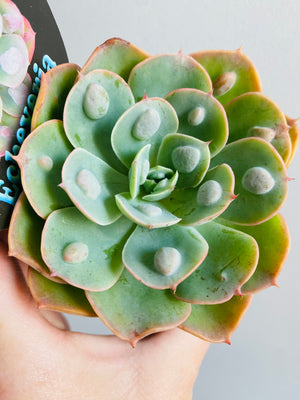 Echeveria Hybrid 'Raindrops'