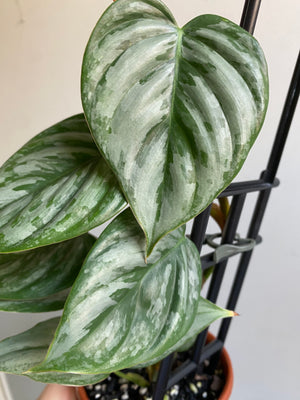 Philodendron sodiroi